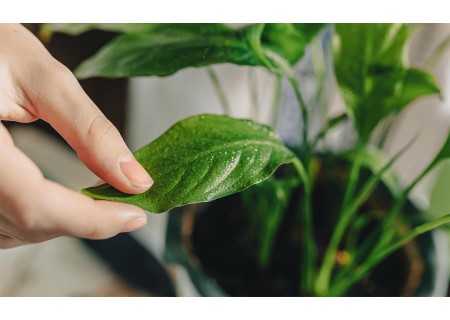5 Steps To Starting Your Planting Journey.