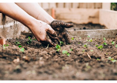 What’s The Difference Between Garden Soil And Potting Mix